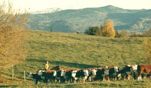 Jane rounding up Yearling heifers in 1971