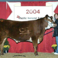 Caitlins 4H Steer 2004