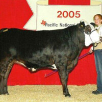Caitlins 4H Steer 2005