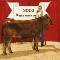 Cameron 4H Steer 2003