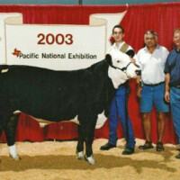 Carls 4H Steer
