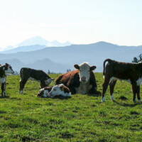 Coppertone Cow and Calves