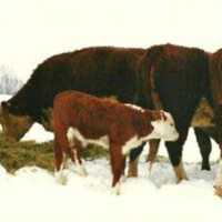 Winter photos from the eighties