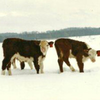Winter photos from the eighties