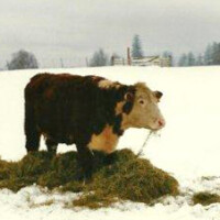 Winter photos from the eighties